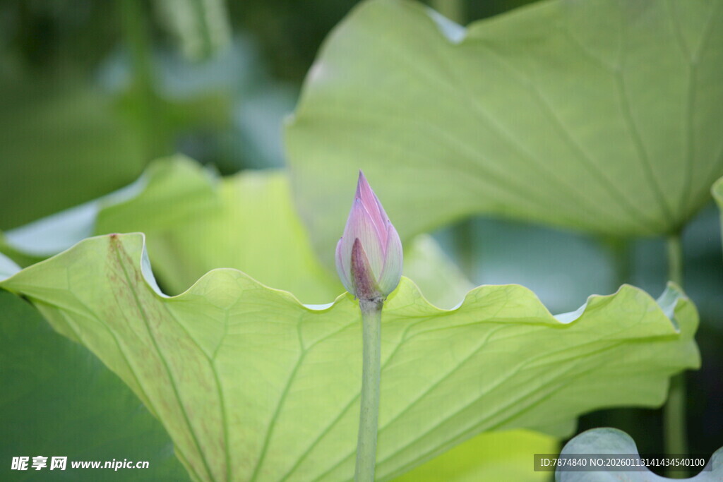 含苞待放的娇嫩荷花