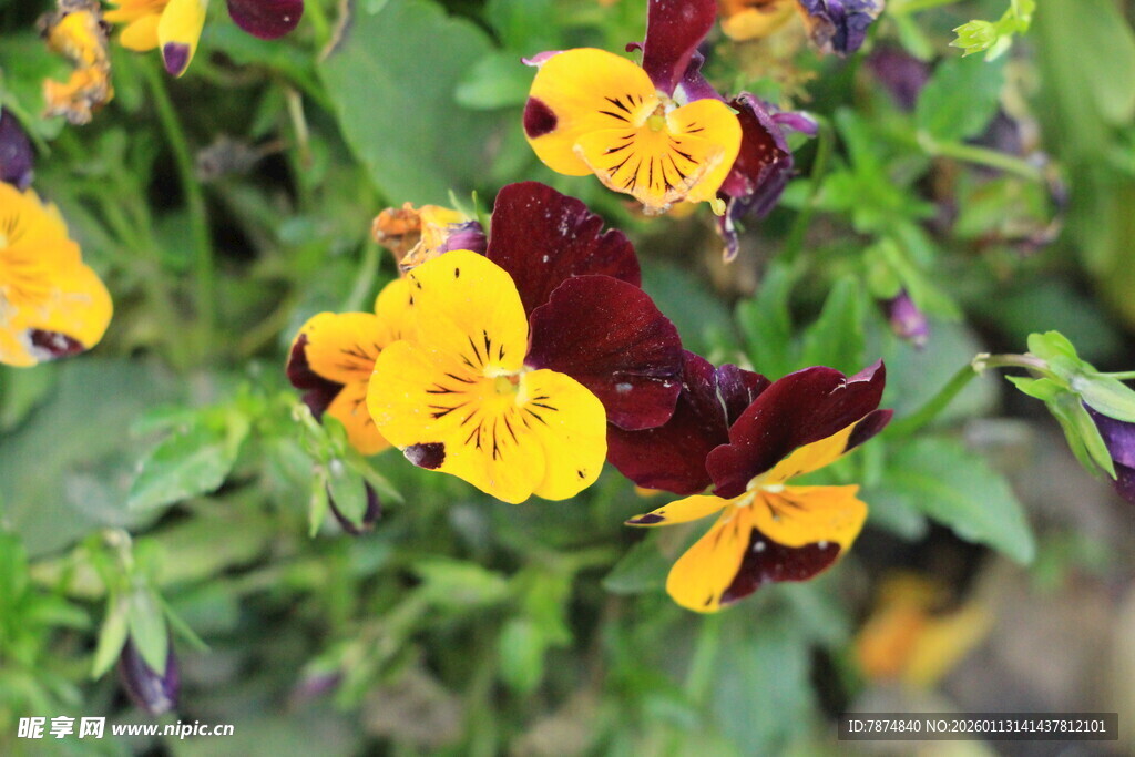 三色堇花卉特写