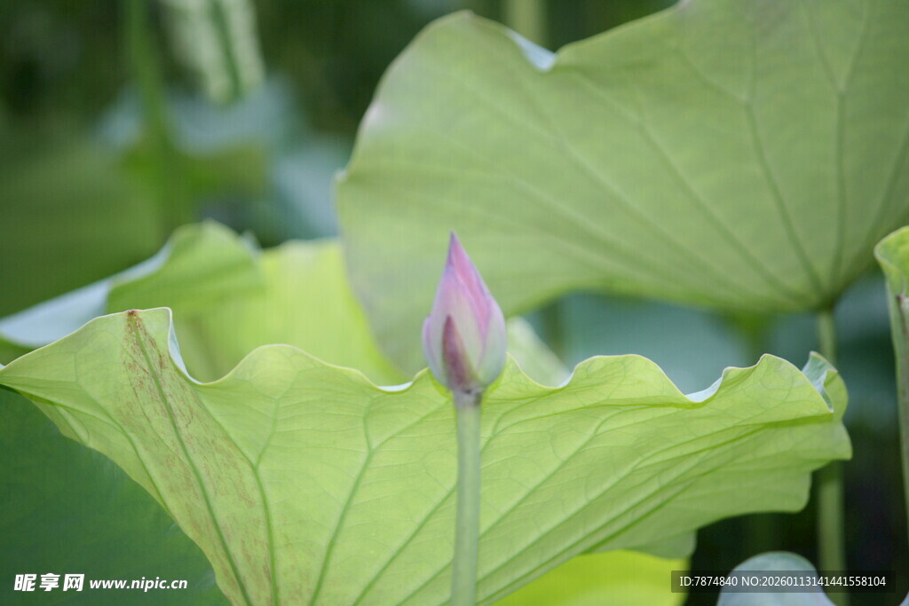 含苞待放的清新荷花