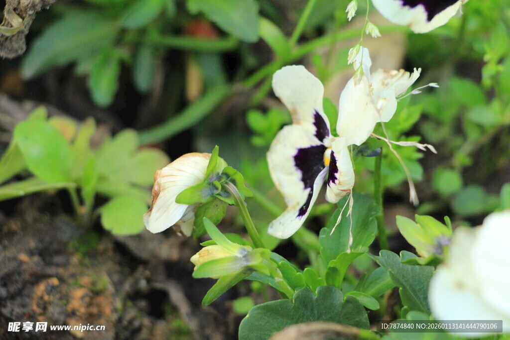 白色小花绽放于绿叶间