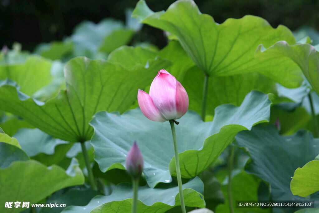 粉色荷花绽放于绿叶间