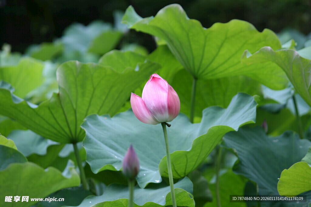 粉色荷花绽放于绿叶间