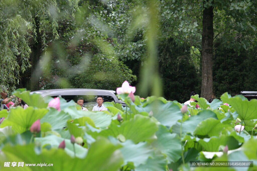 夏日荷塘绿意盎然美景