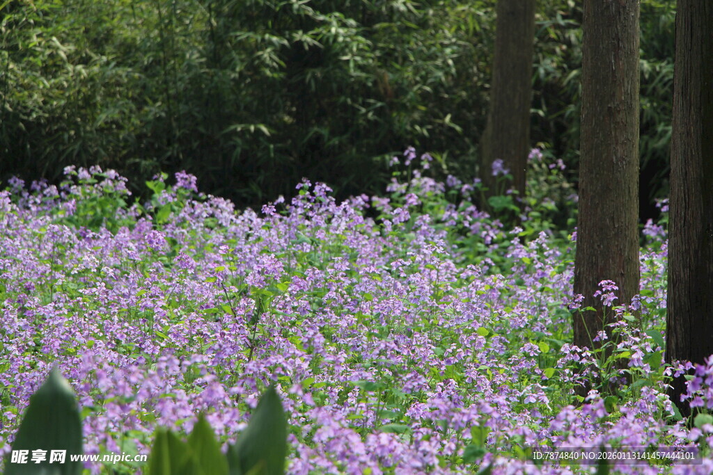 紫色花海 林间浪漫景致