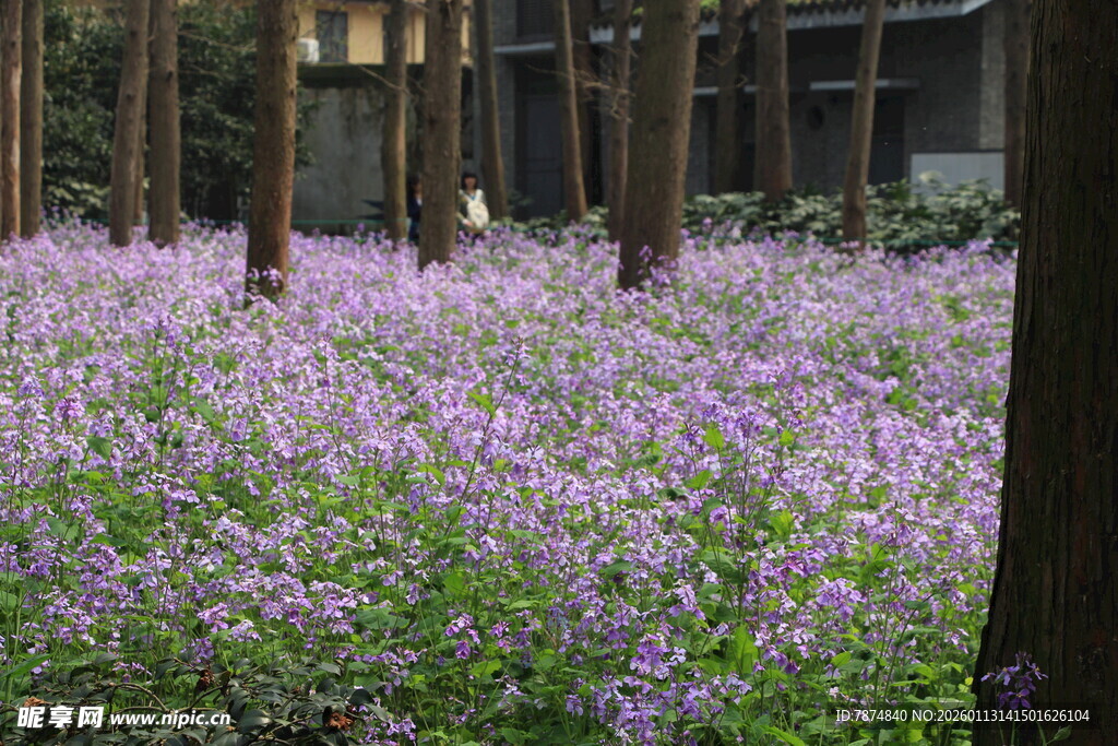 林间紫花绽放的美丽图景