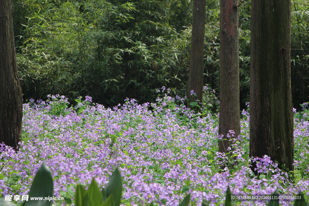 林间紫花绽放的美丽景致