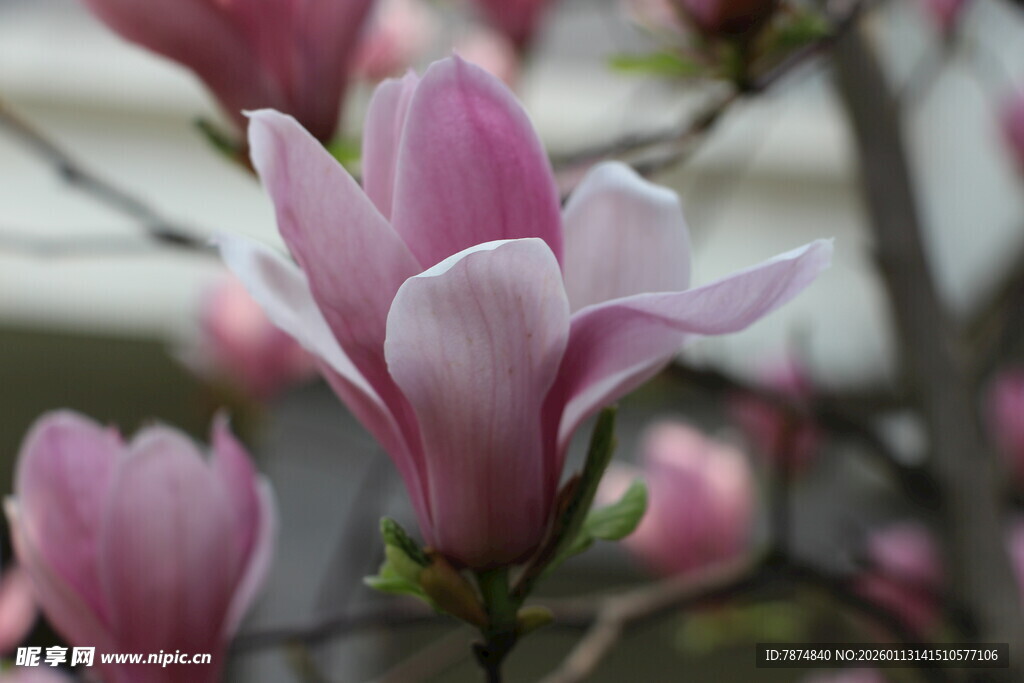 玉兰花绽放美景