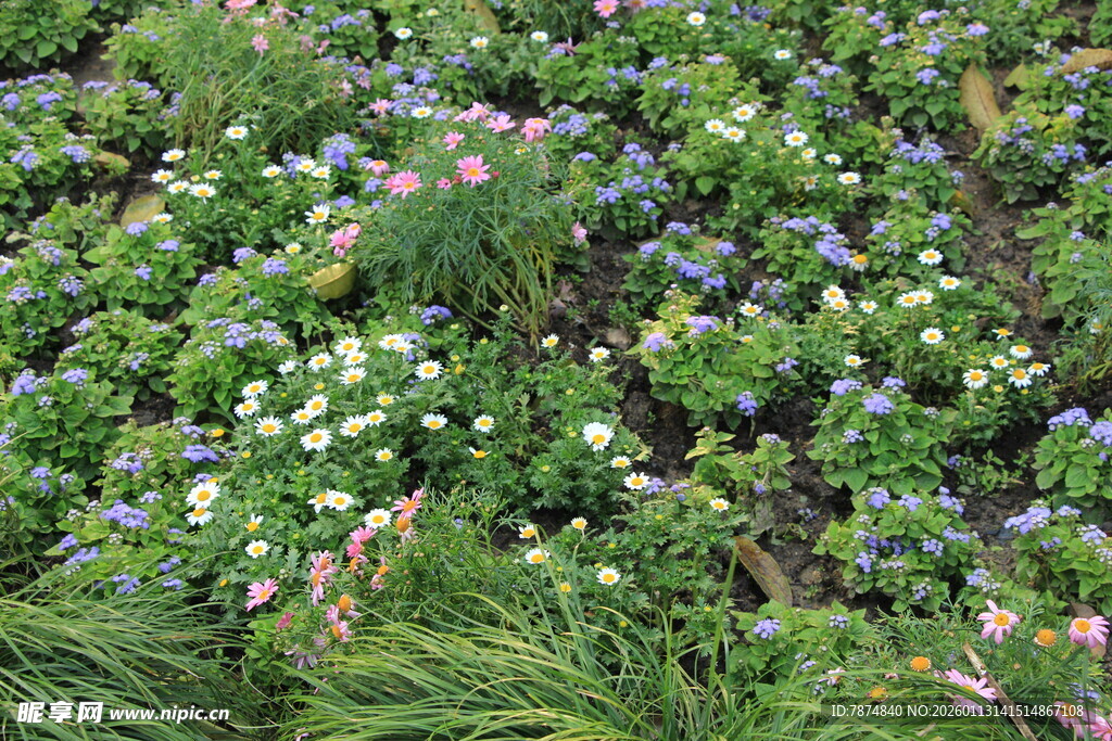 多彩花卉繁茂的美丽景致