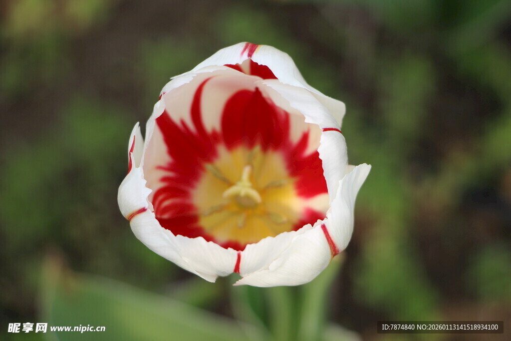 红白相间美丽郁金香