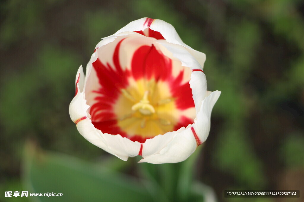 红白相间美丽郁金香