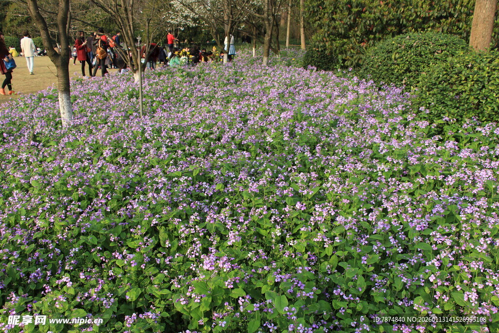 紫色花海 春日浪漫景致