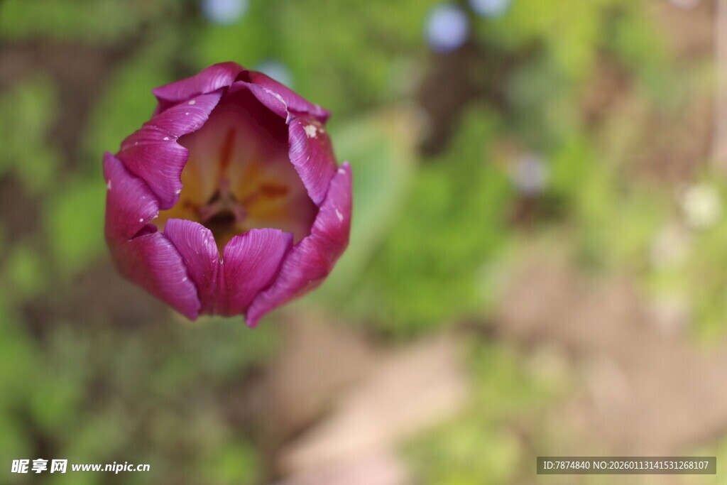 绽放的紫色郁金香