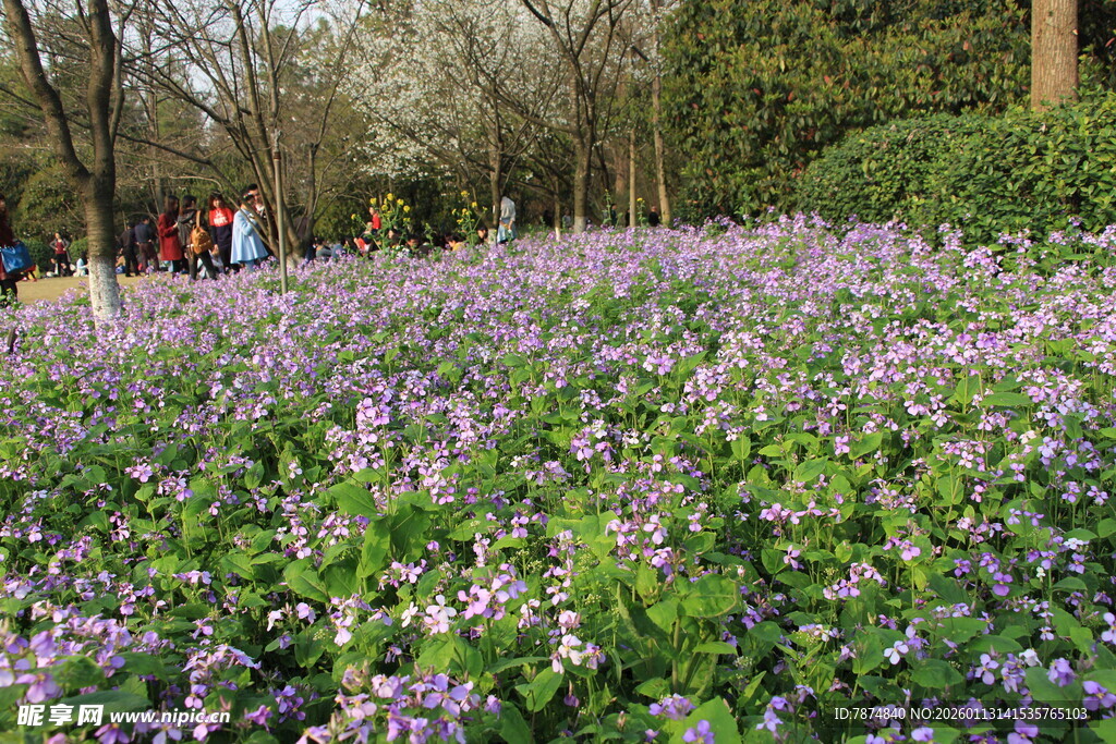 紫色花海 春日浪漫景致