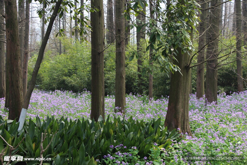 林间紫花绽放的梦幻美景
