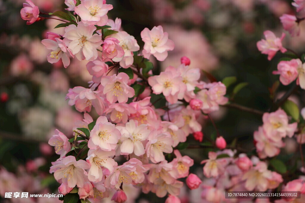 粉色繁花绽放