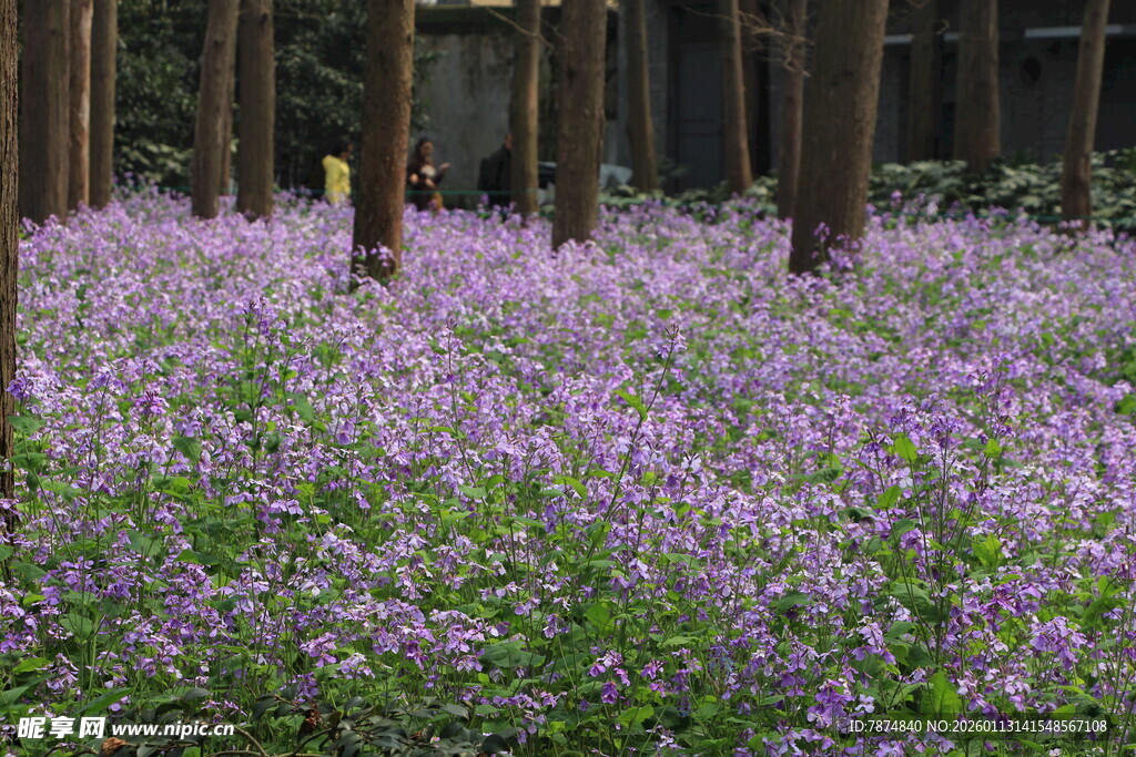 林间紫花绽放的美丽景致