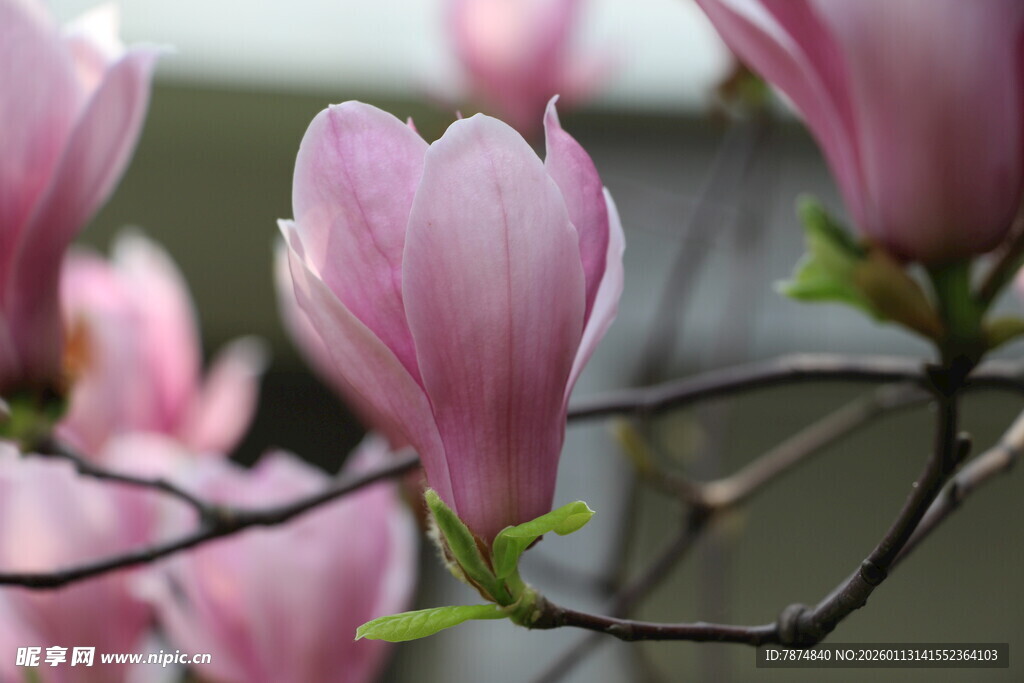 绽放的粉色玉兰花