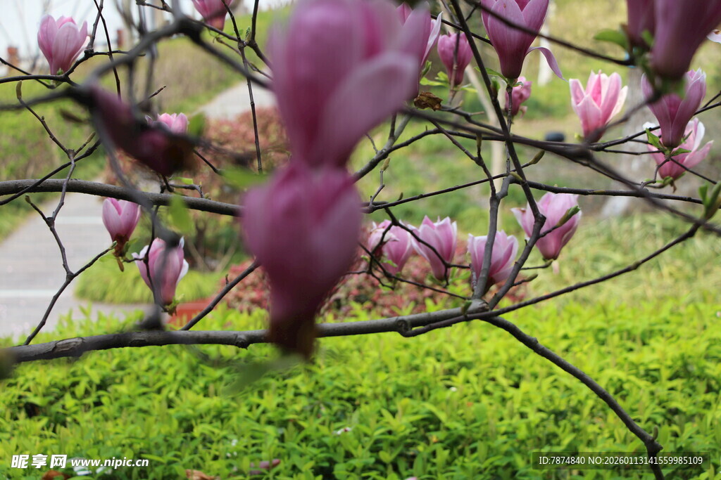 玉兰花枝绽于翠绿间