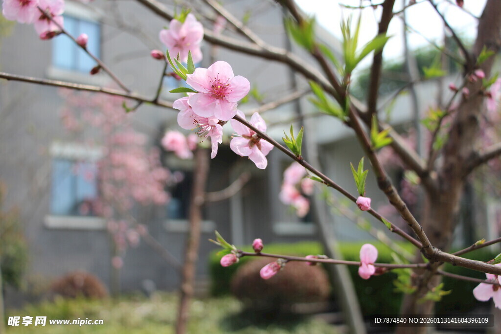 枝头绽放的粉嫩桃花