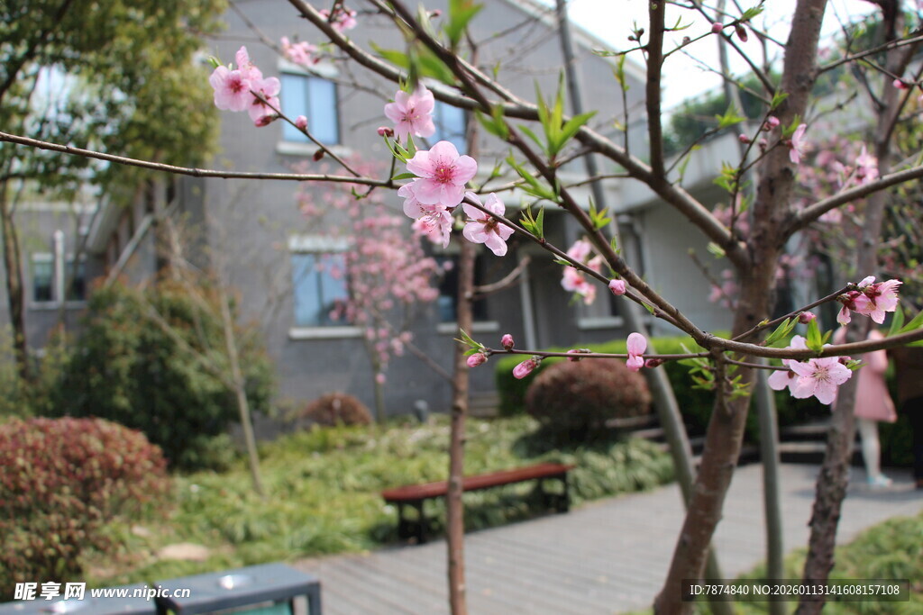 春日庭院繁花绽放