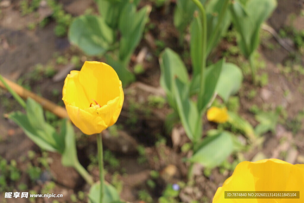 黄色郁金香绽放生机