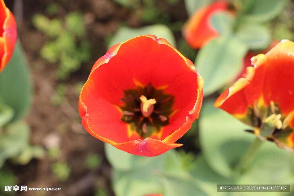 鲜艳绽放的红色郁金香