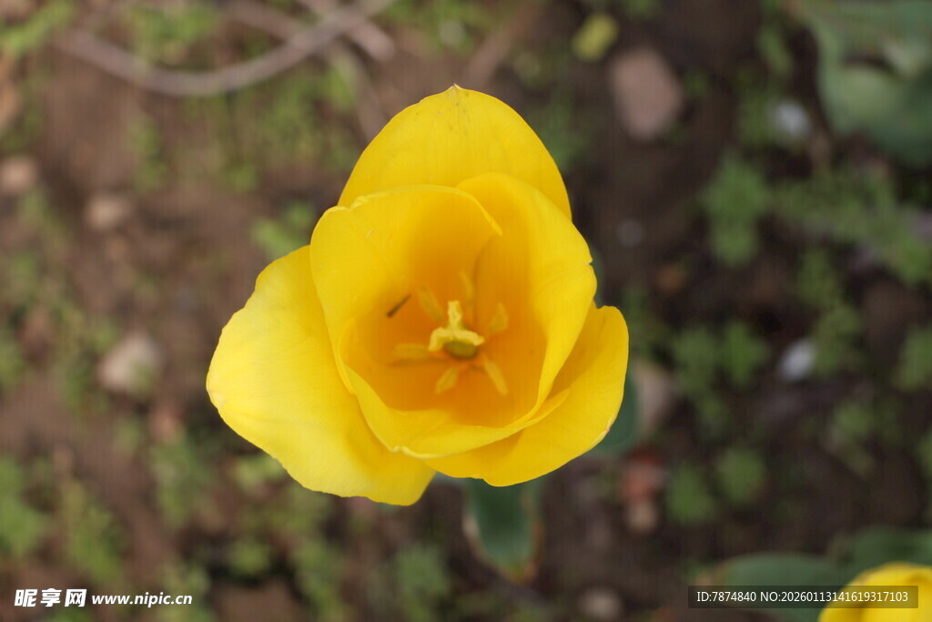 黄色郁金香特写