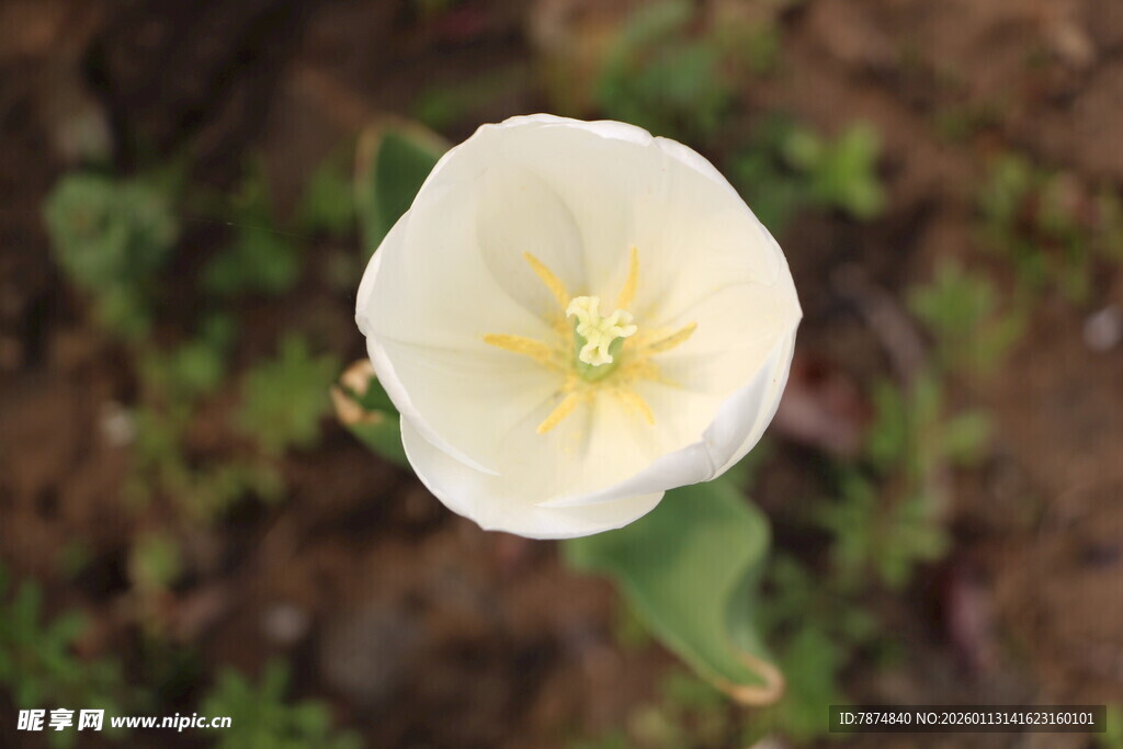 白色单朵花特写