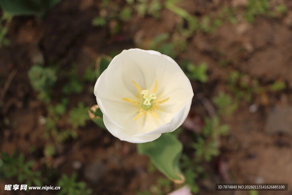 白色单朵花特写