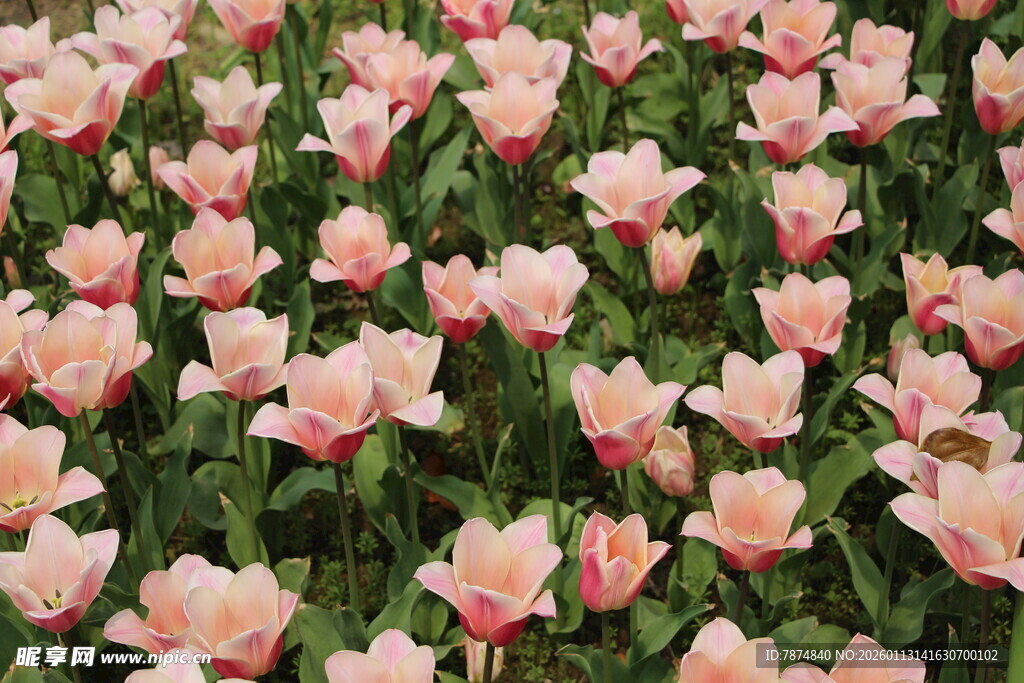 粉色郁金香花海