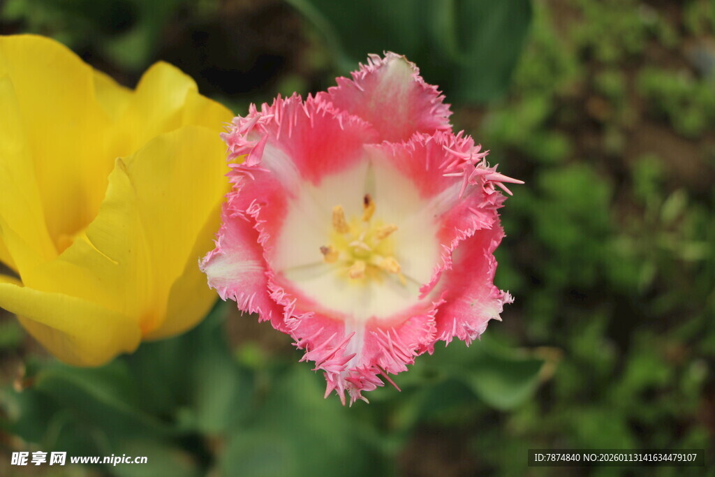 双色郁金香绽放之美