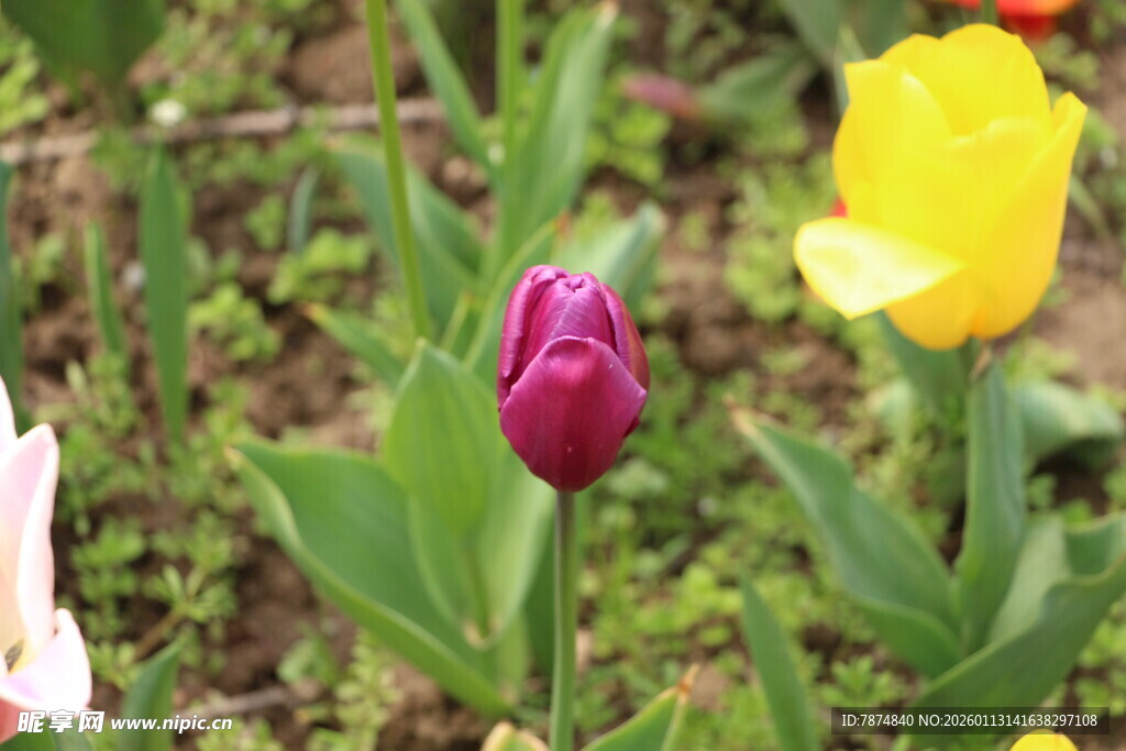 多彩郁金香绽放于草地