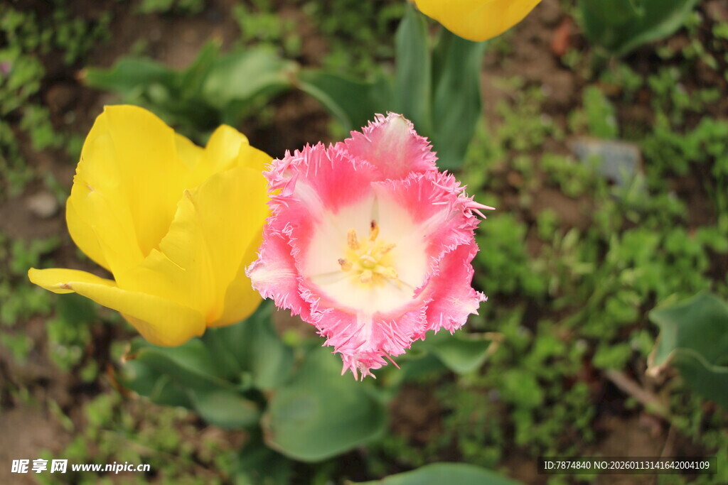 娇艳双色郁金香绽放