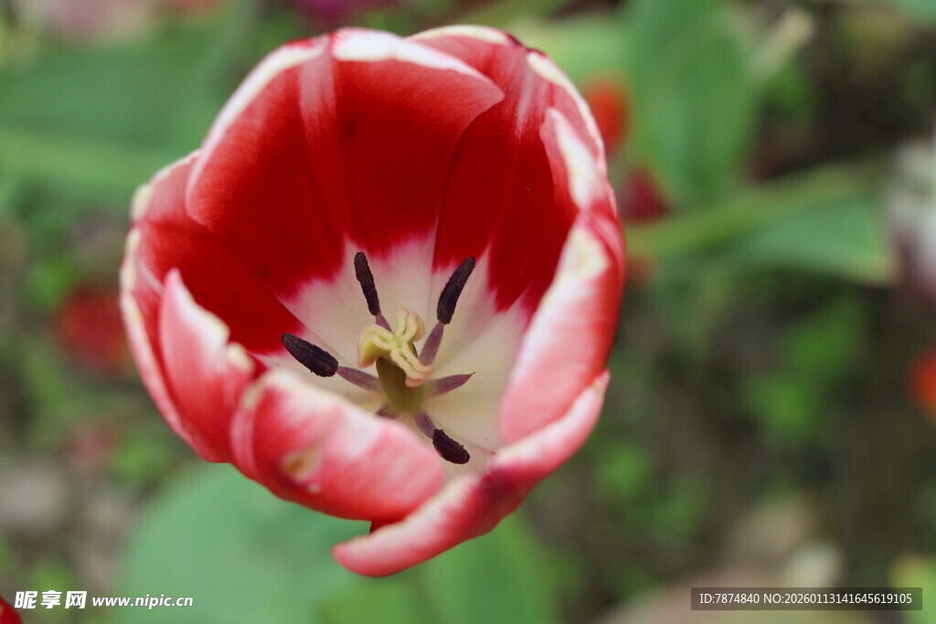 红白相间的美丽郁金香