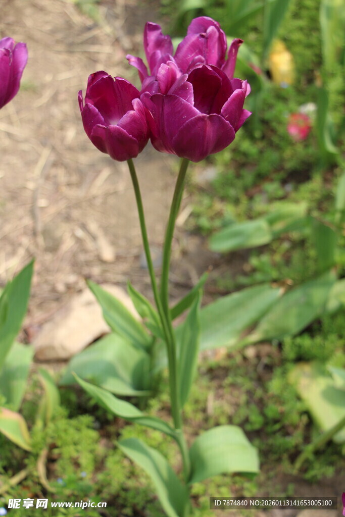 紫色郁金香绽放于草地