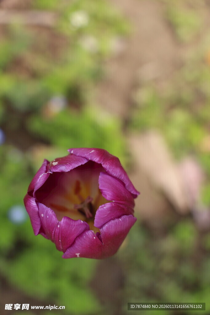 紫色郁金香特写