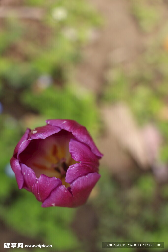 紫色郁金香特写