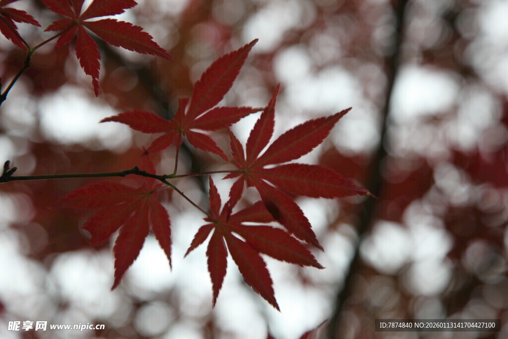 红枫叶的美丽特写