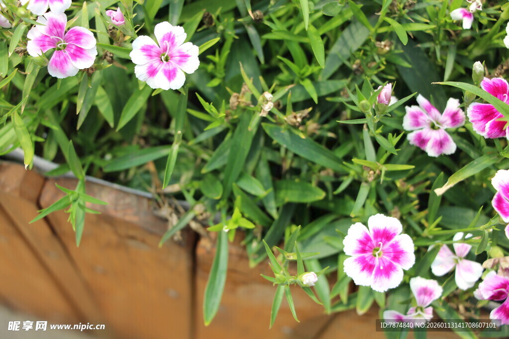 木盒中的粉色美丽花朵