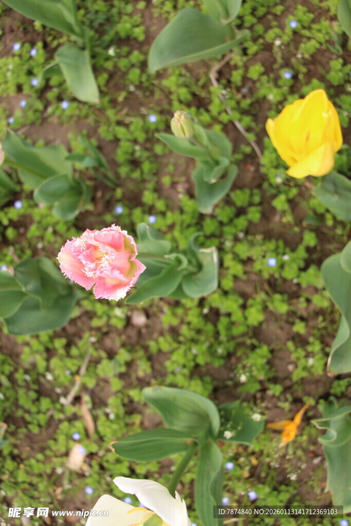 多彩花卉绽放于绿野间