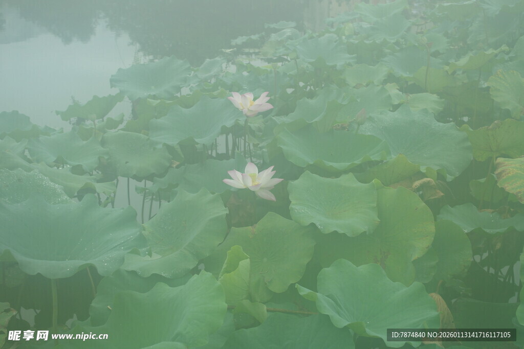 雾中荷塘荷花初绽