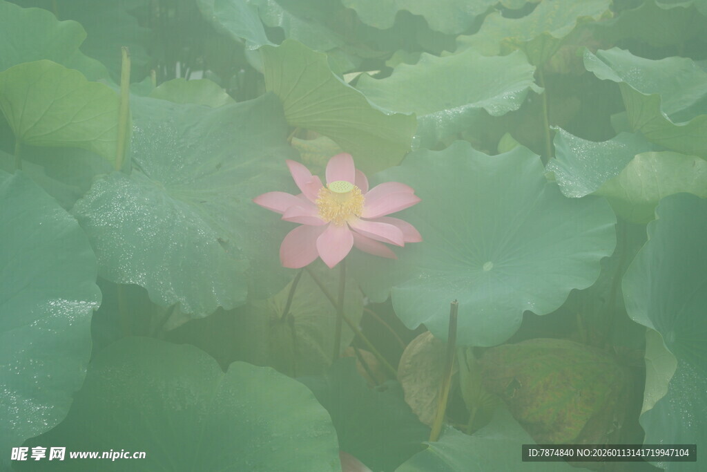 粉色荷花绽放于绿叶间