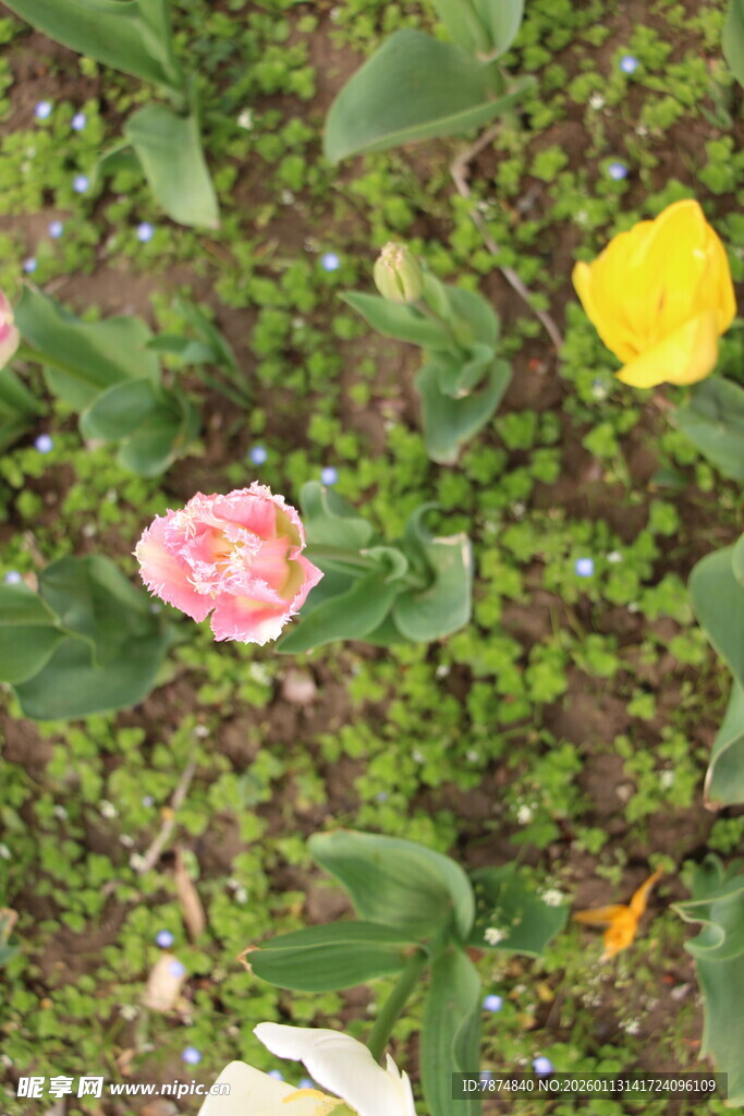 花丛中的多彩花朵