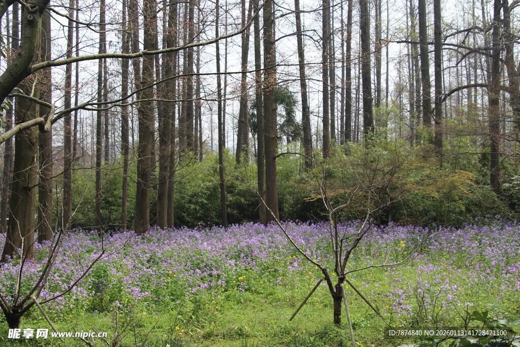 林间紫花绽放的静谧美景