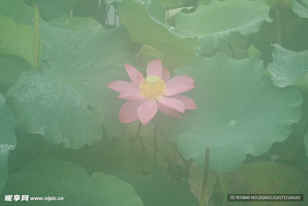 粉色荷花绽放于绿叶间