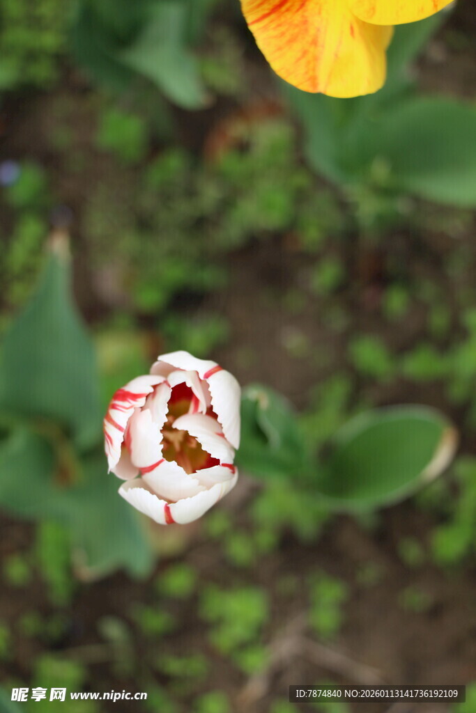 白色带纹郁金香特写