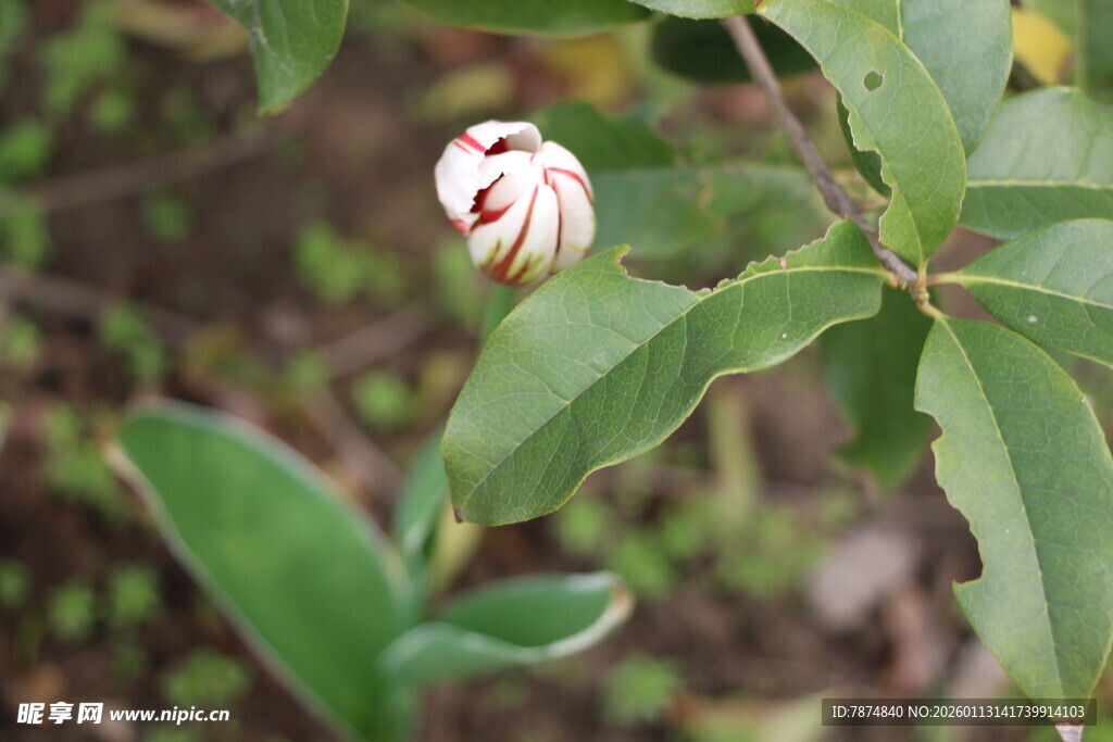 含苞待放的双色花朵