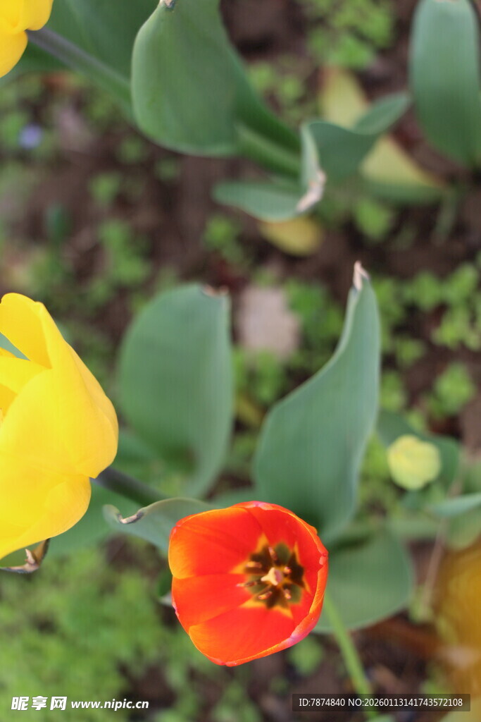 鲜艳郁金香绽放绿叶间