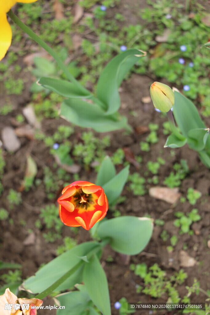 鲜艳红色郁金香绽放