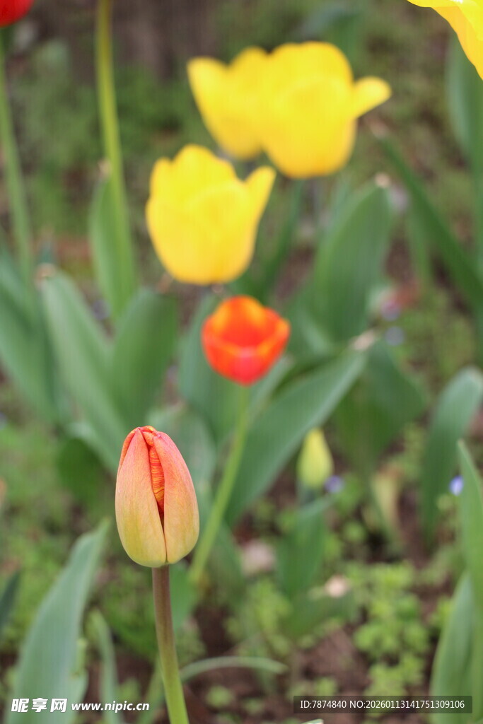 多彩郁金香绽放于花园